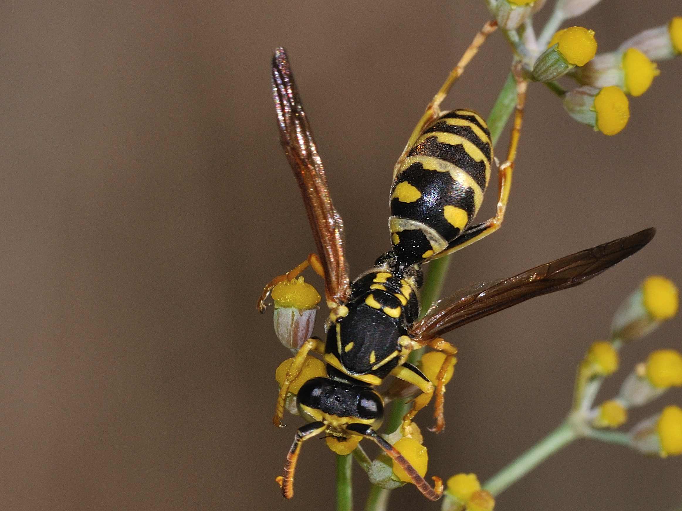 maschio di Polistes sp